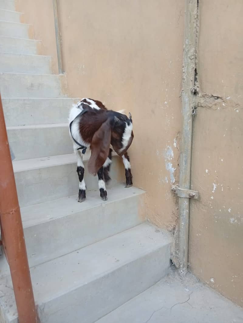 Bakra for Sale 1