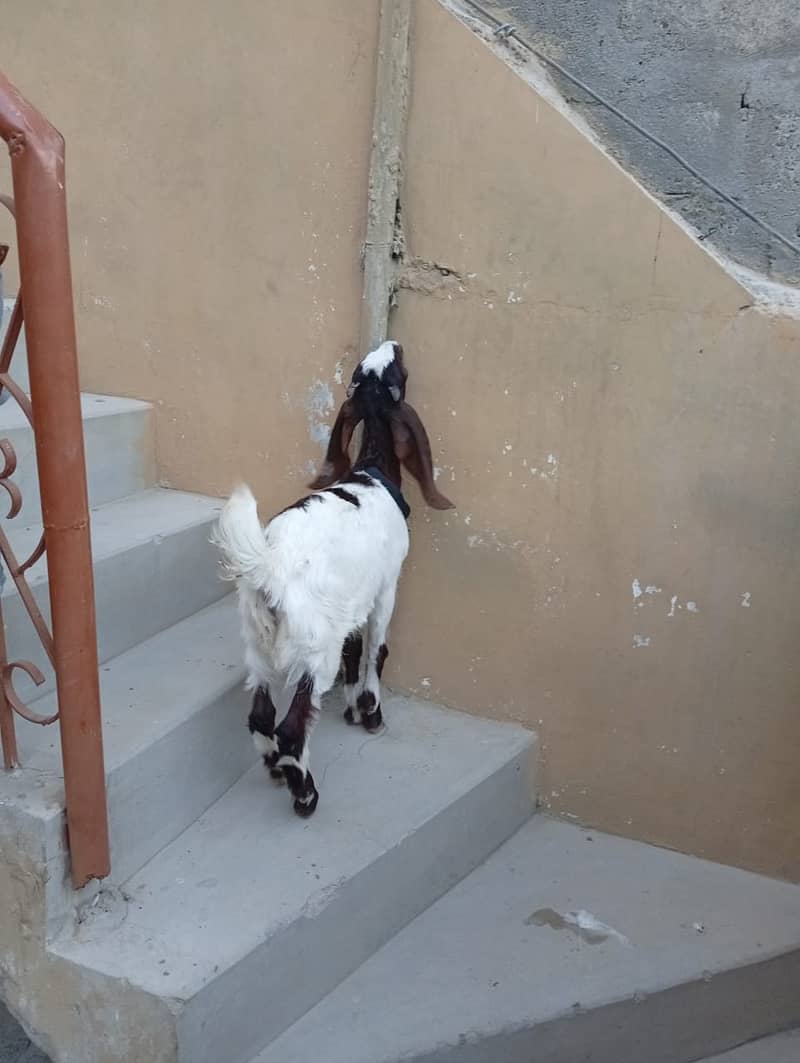 Bakra for Sale 2