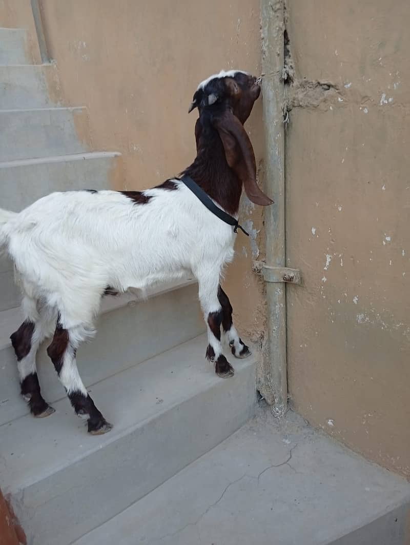 Bakra for Sale 3