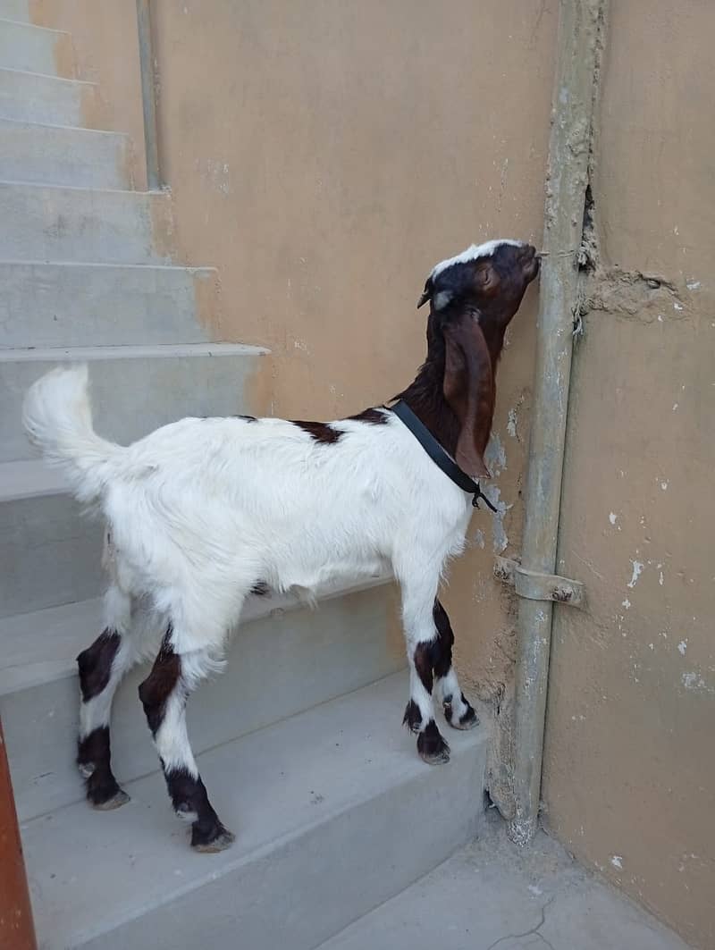 Bakra for Sale 4