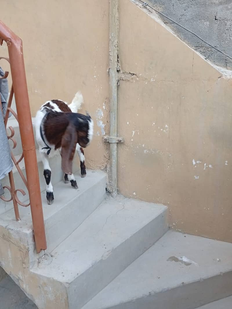 Bakra for Sale 5