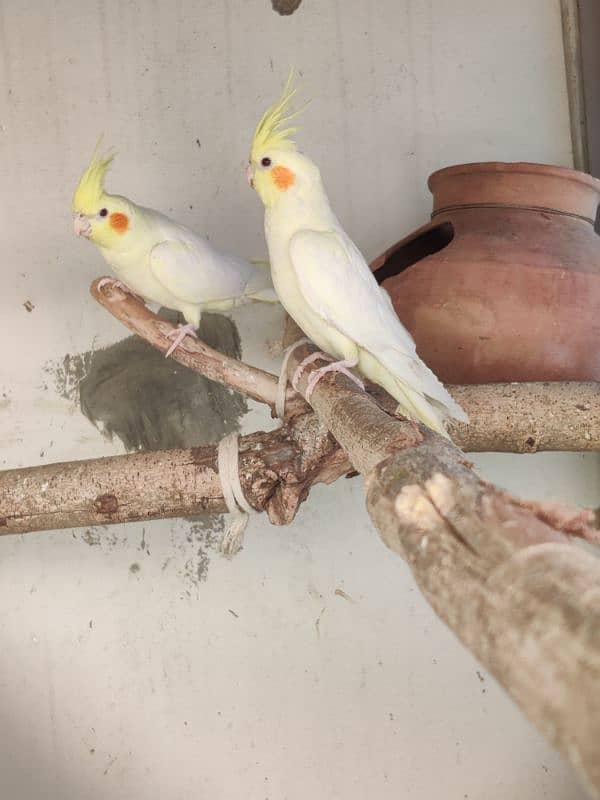 Red Eyes Cocktail pair for sale 2
