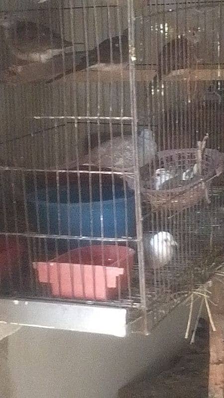 dove birds 0