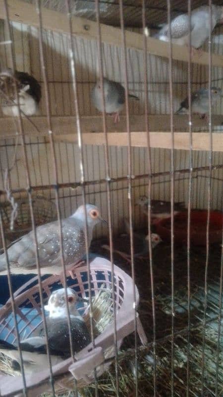 dove birds 1