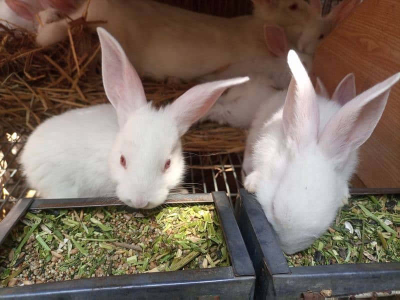 New Zealand White 4 kg Bunnies Rawalpindi 1