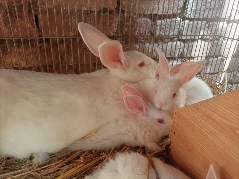 New Zealand White 4 kg Bunnies Rawalpindi 2