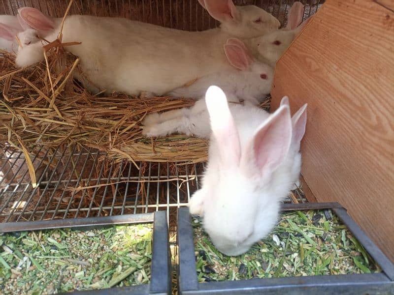 New Zealand White 4 kg Bunnies Rawalpindi 3