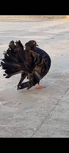 Lahori
