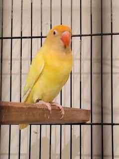 creemino love bird male