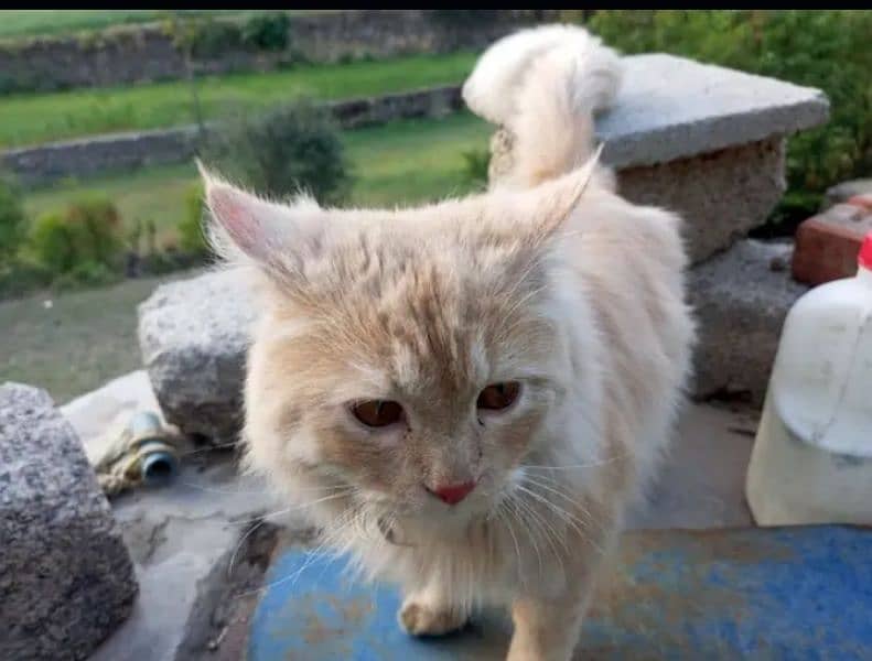 Persian cat/catRaid doll 1Year . kitten1month 0