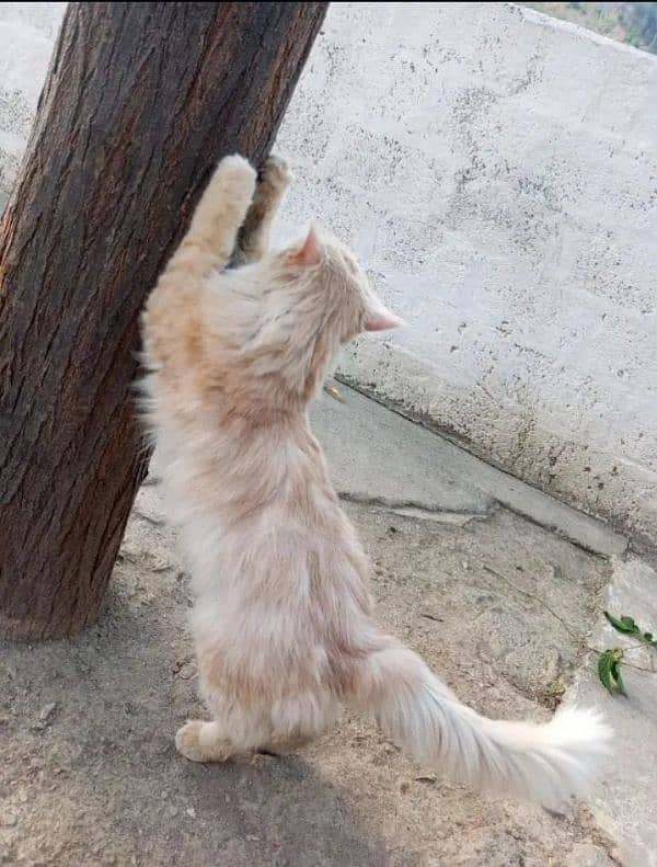 Persian cat/catRaid doll 1Year . kitten1month 1