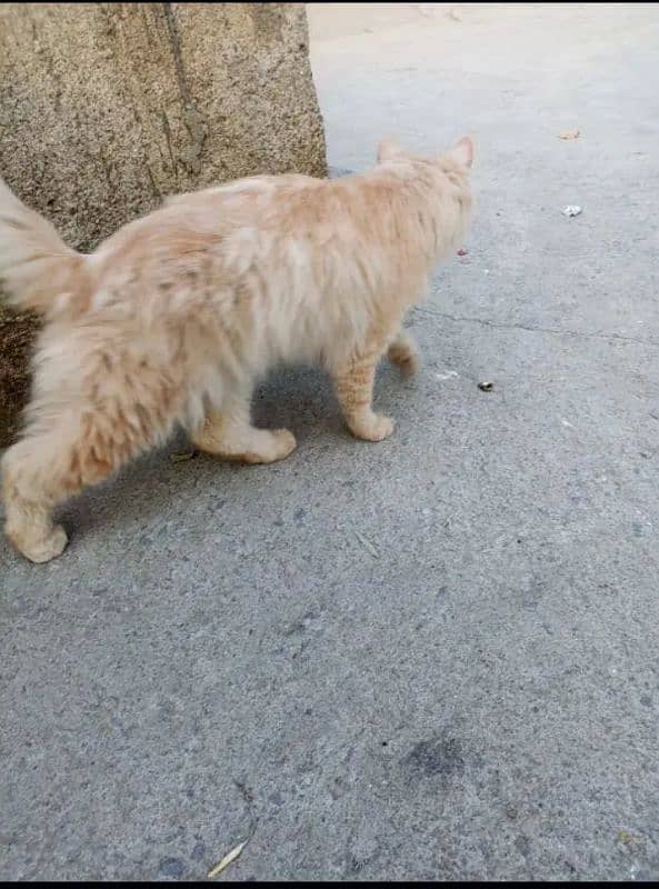 Persian cat/catRaid doll 1Year . kitten1month 2
