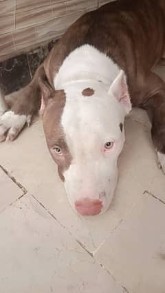 Bully
