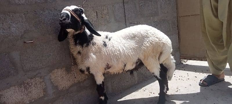 2 dumbe for sale 0