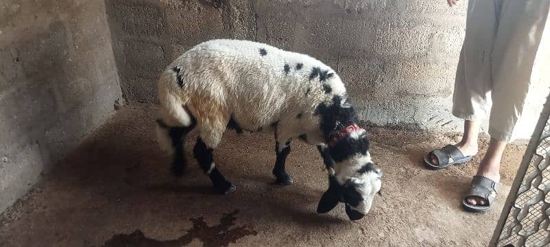 2 dumbe for sale 1