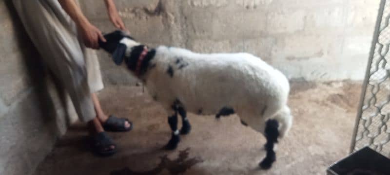 2 dumbe for sale 2
