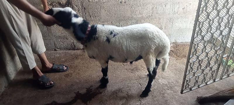 2 dumbe for sale 3