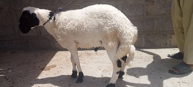 2 dumbe for sale 4