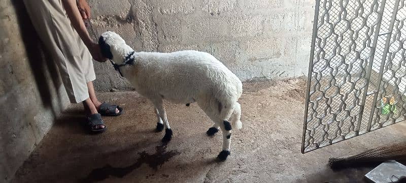 2 dumbe for sale 5