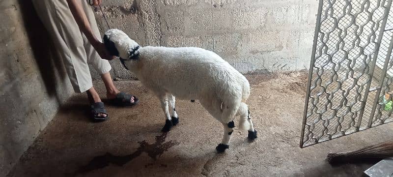 2 dumbe for sale 6