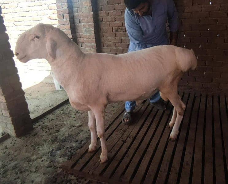 chaki Dumba Gulabi Fresh 2 dant 1
