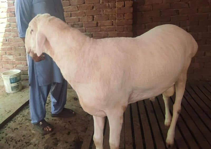 chaki Dumba Gulabi Fresh 2 dant 2