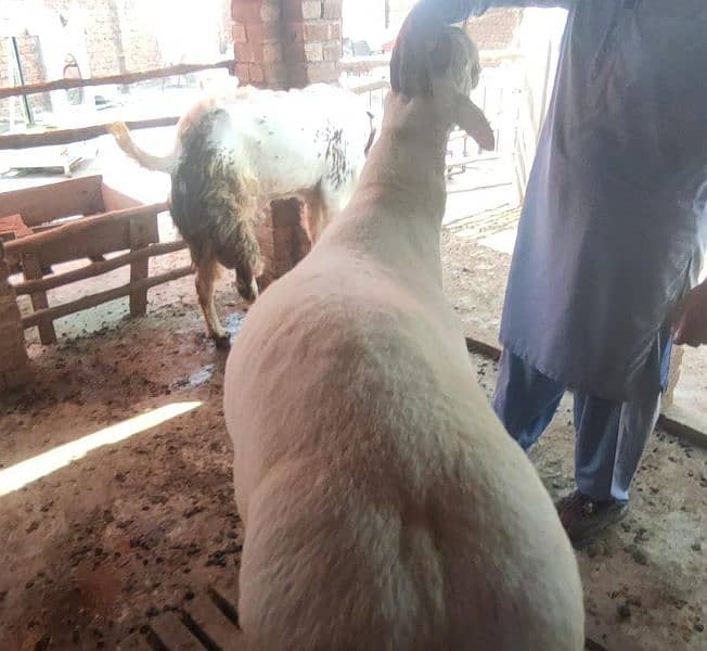 chaki Dumba Gulabi Fresh 2 dant 4