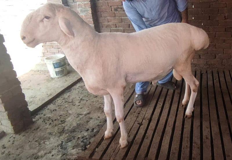 chaki Dumba Gulabi Fresh 2 dant 6