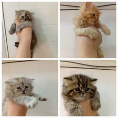 triple coat