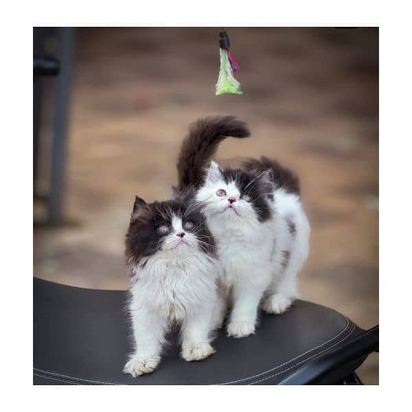 Persian kitten cats 5