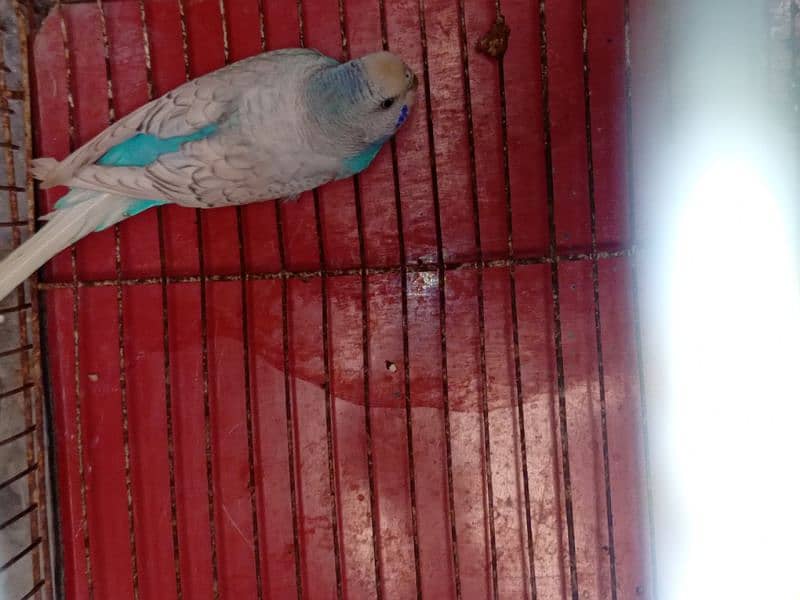 budgie 0