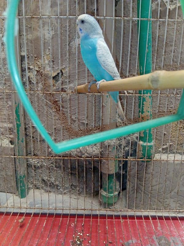 budgie 1