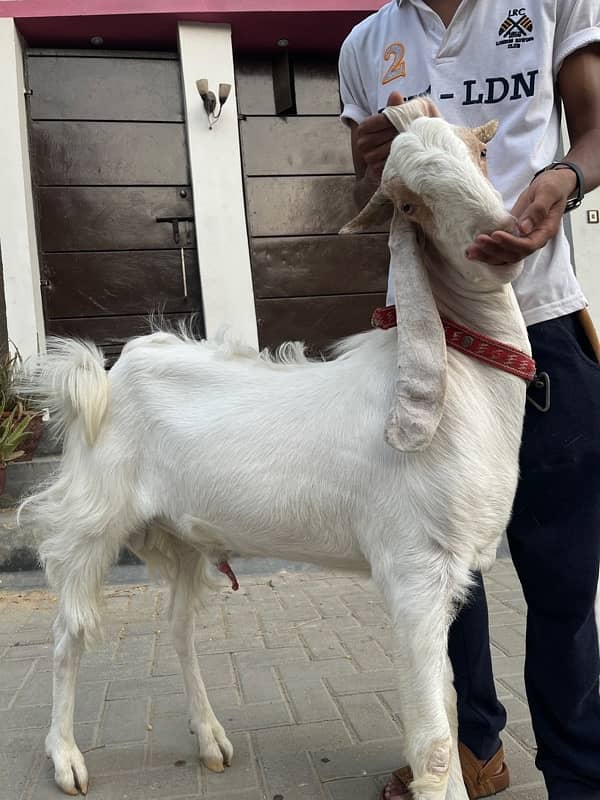 gulabi bakra 1