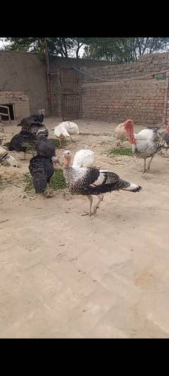 Turkey
