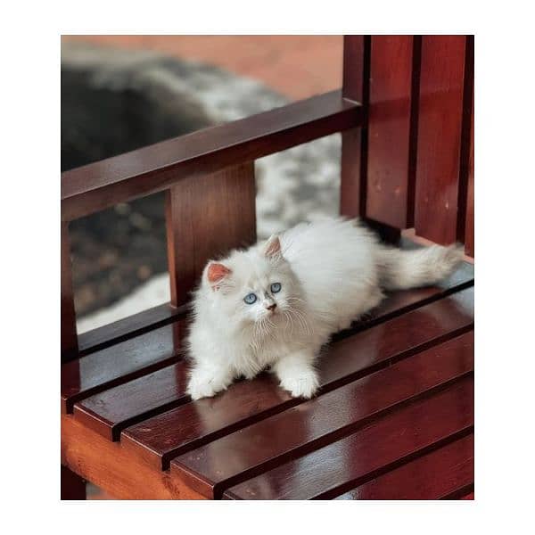 Persian kitten cats 13
