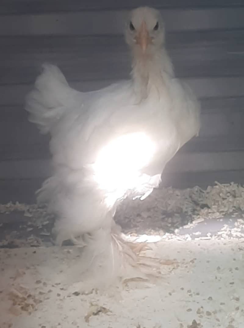 White heavy buff 0