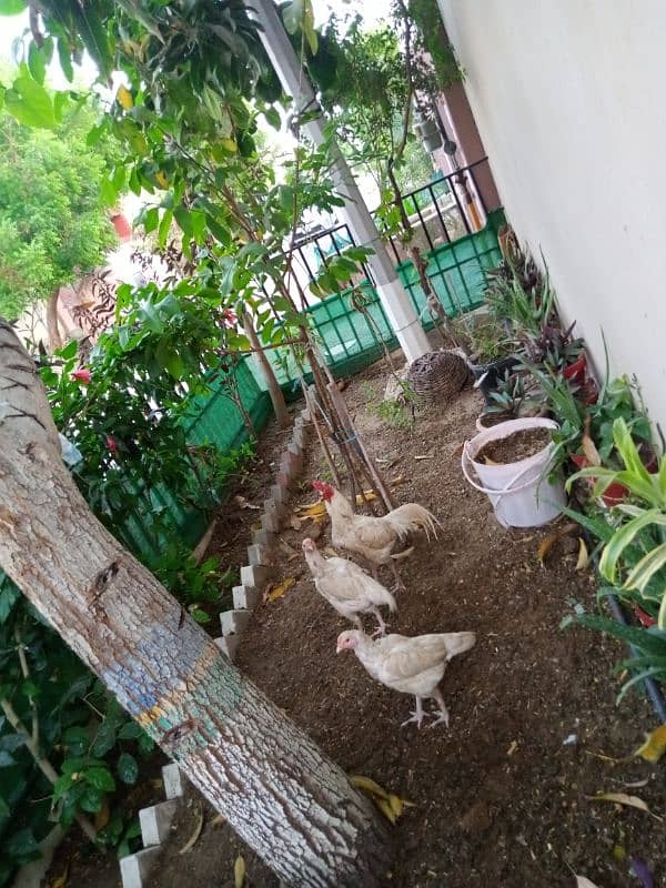 Aseel Pure White Hens for Sale 0