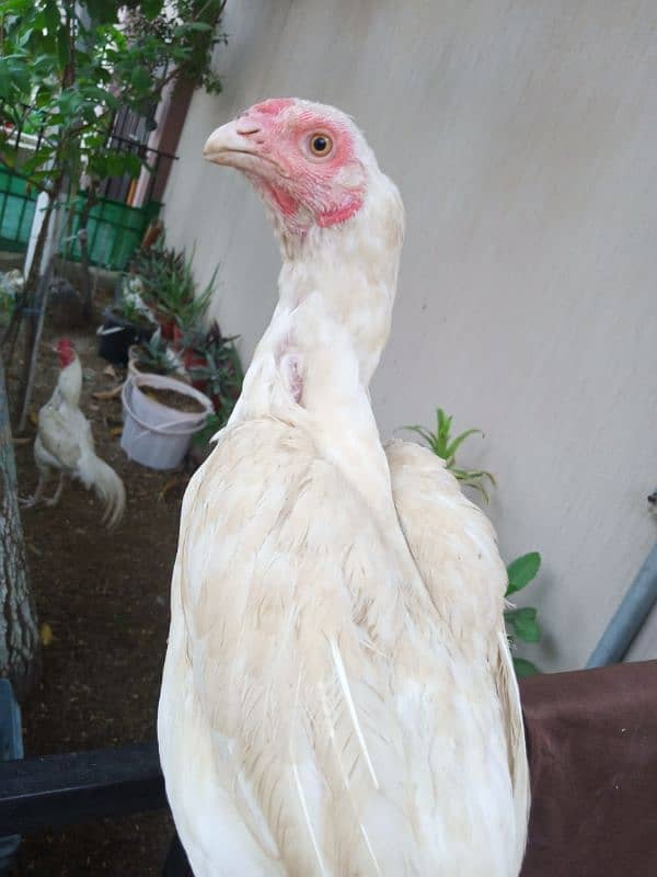 Aseel Pure White Hens for Sale 1