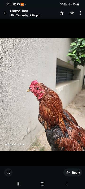 aseel murga (sigon) 4