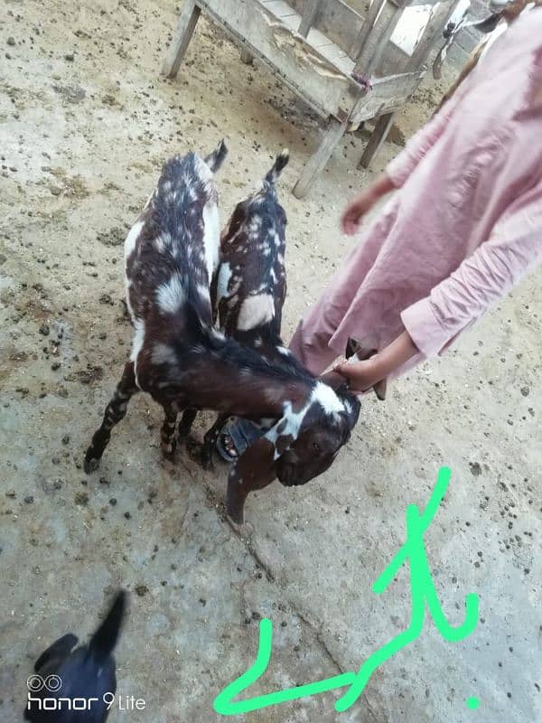 family of 11 bakra bakri 1