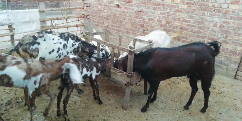 family of 11 bakra bakri 2