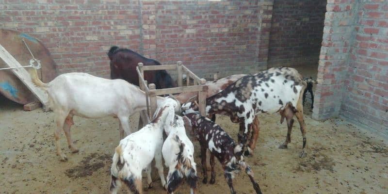 family of 11 bakra bakri 3