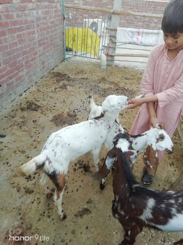 family of 11 bakra bakri 4
