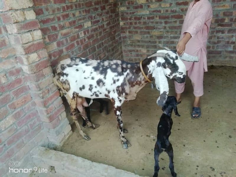 family of 11 bakra bakri 5