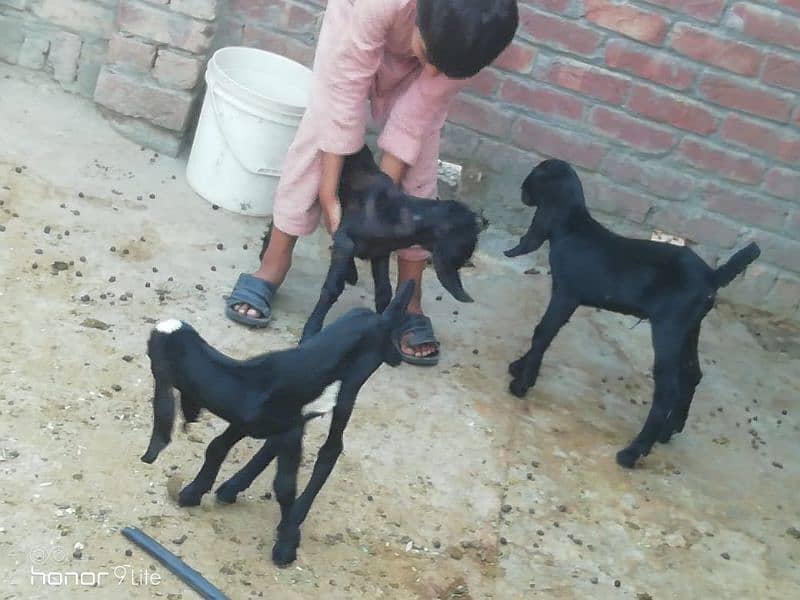 family of 11 bakra bakri 6
