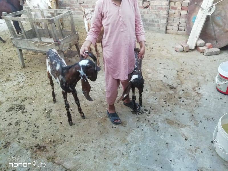 family of 11 bakra bakri 7