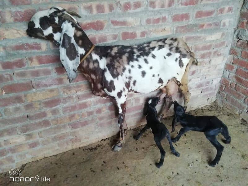 family of 11 bakra bakri 8