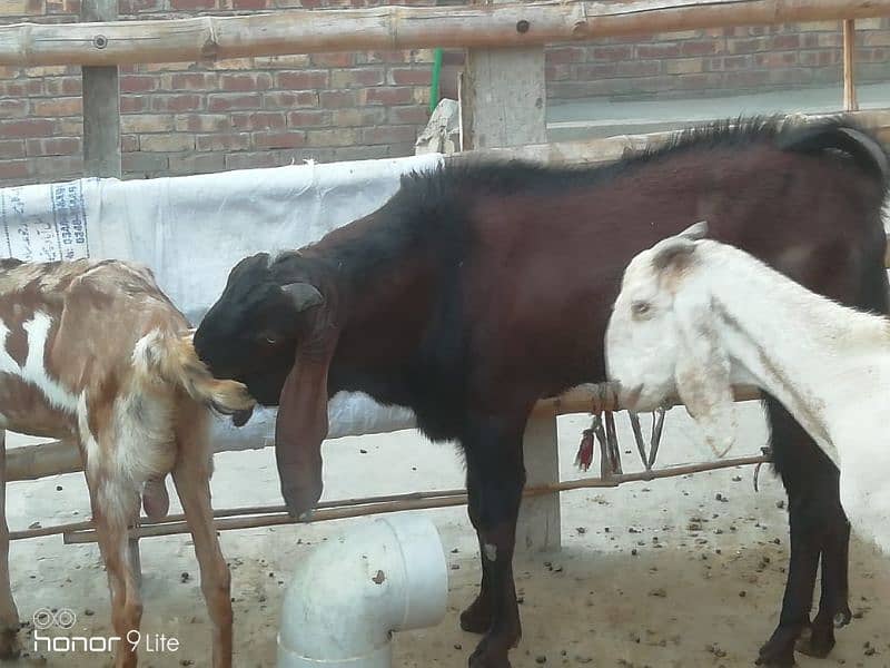 family of 11 bakra bakri 9