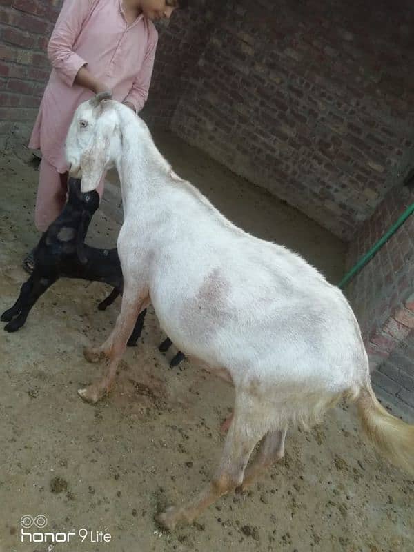 family of 11 bakra bakri 10