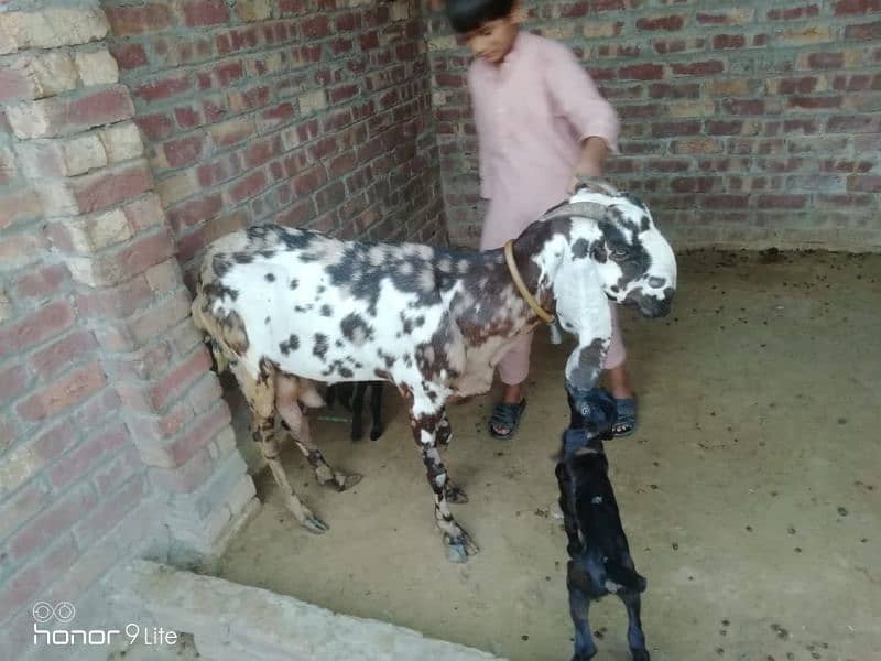 family of 11 bakra bakri 11